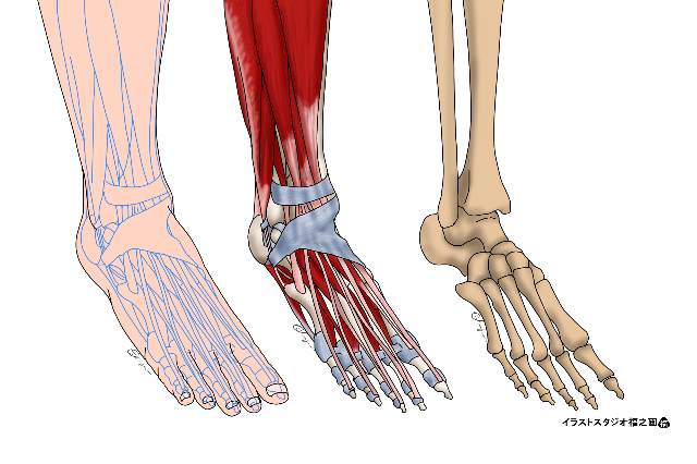 解剖学 運動学から考える足部 足関節の評価と治療 14日間の見逃し配信付き Pt Ot St Net