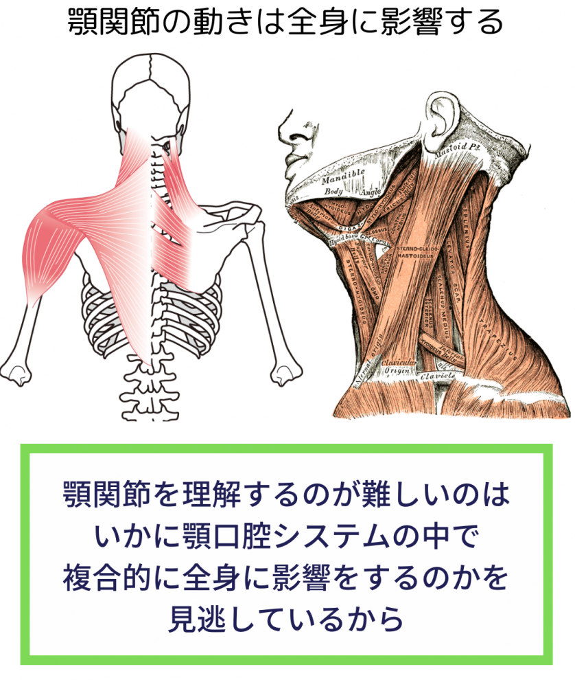 感じてわかる!セラピストのための解剖生理 カラダの見かた読みかた触り