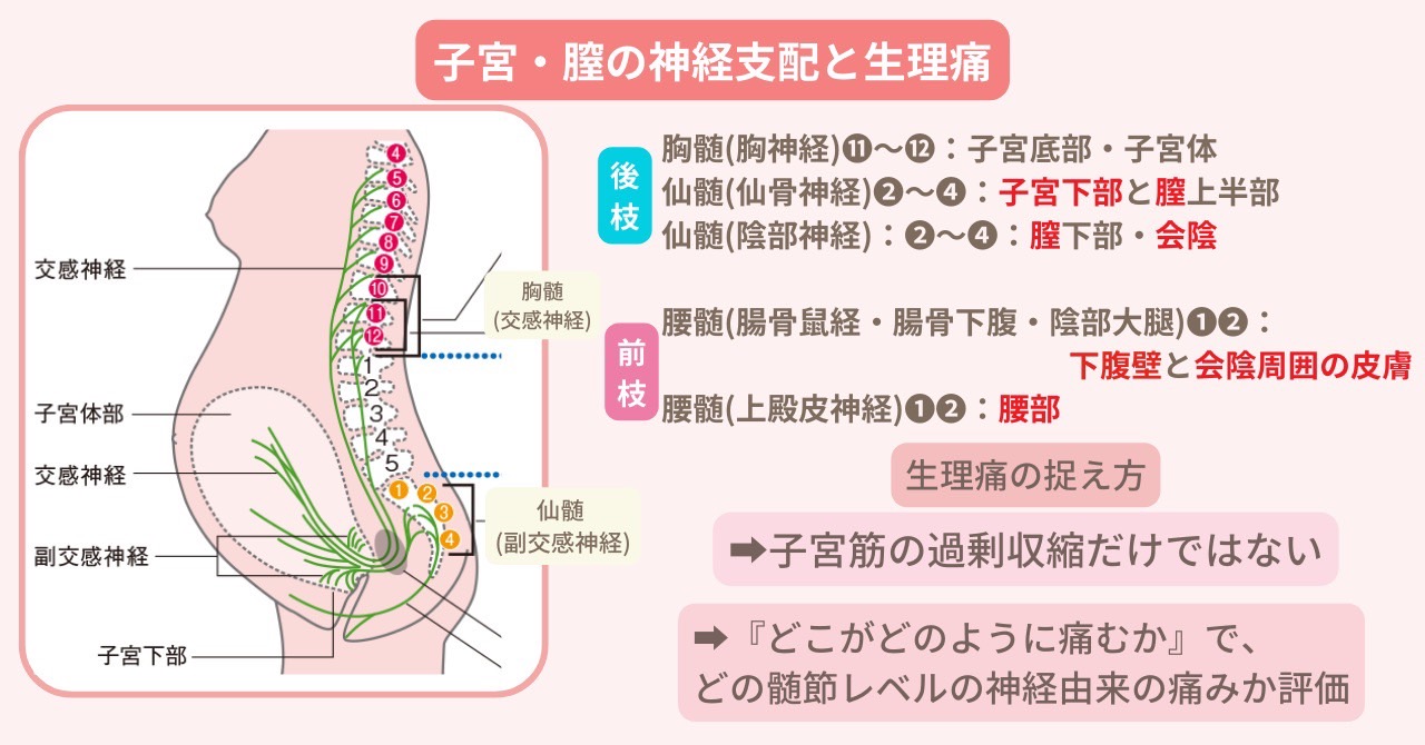 産前産後の理学療法 骨盤底筋群 アプローチ - 健康/医学