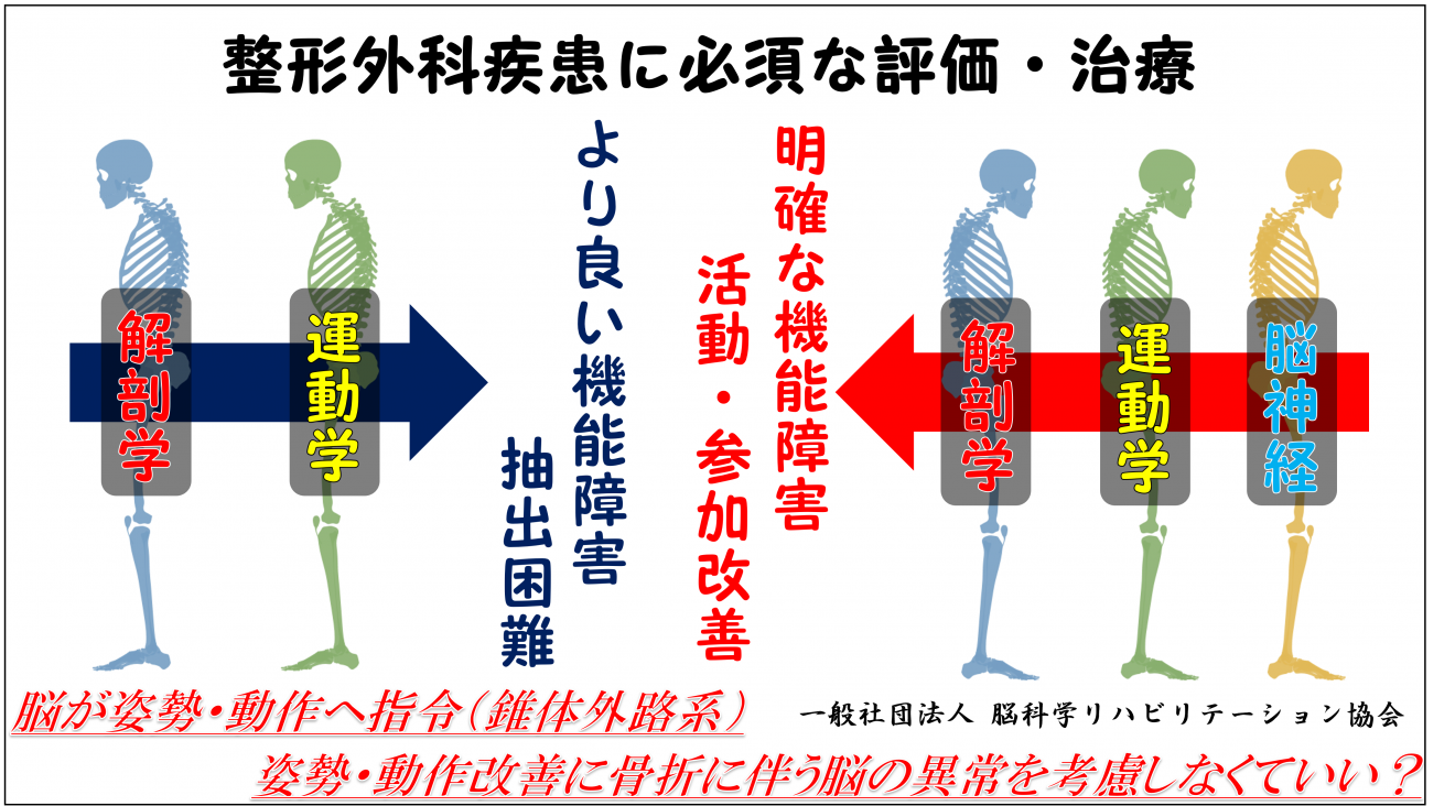 錐体外路系の解剖学