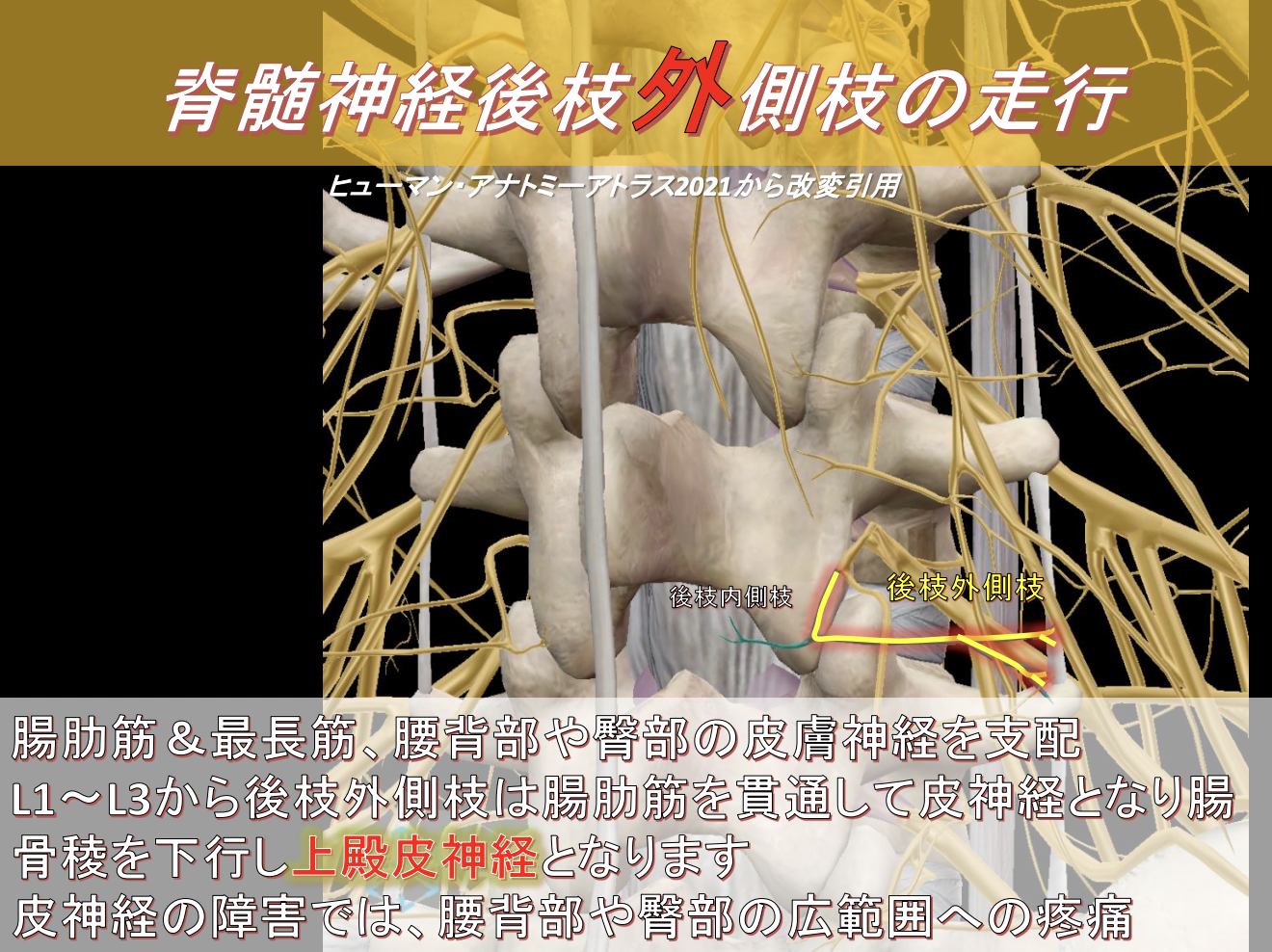 脊椎手術解剖アトラス: 脊椎手術解剖アトラス