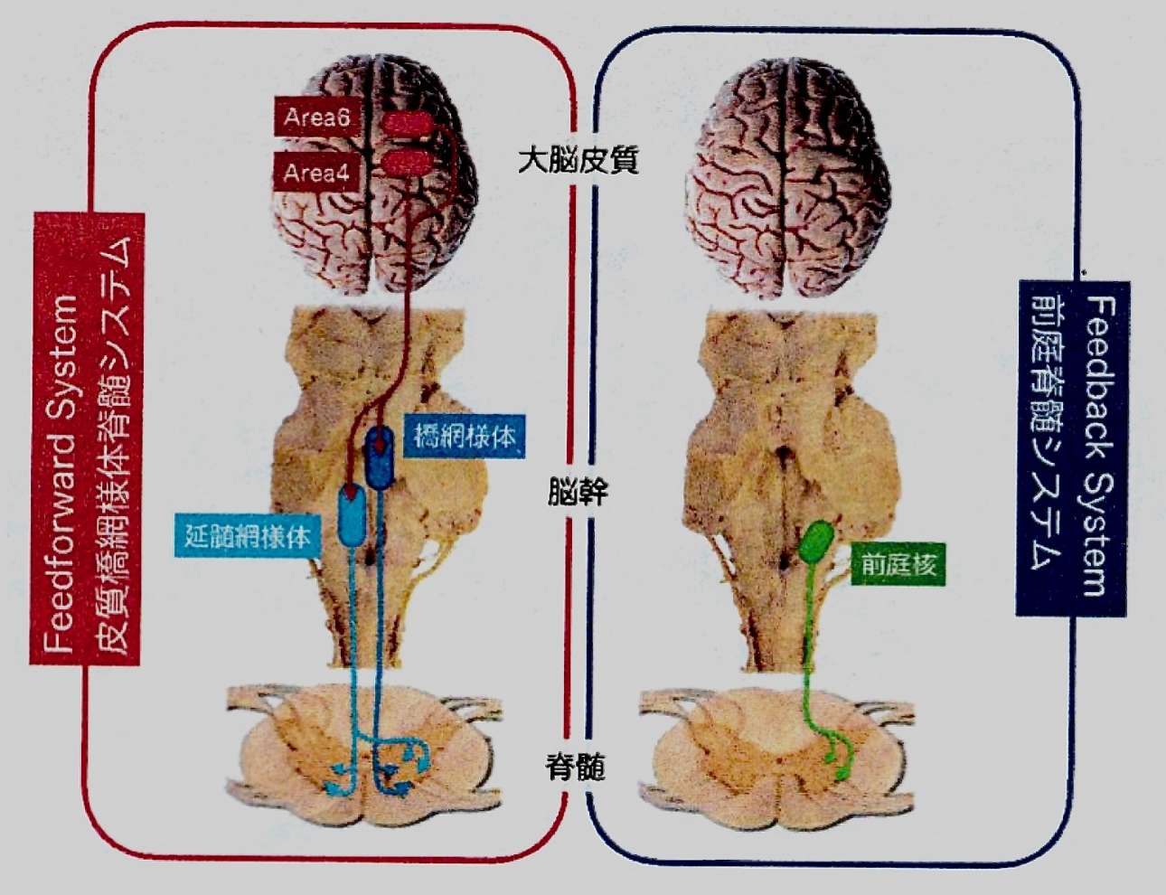 ボバース概念に基づく、脳卒中片麻痺患者のADLアプローチ｜PT-OT-ST.NET