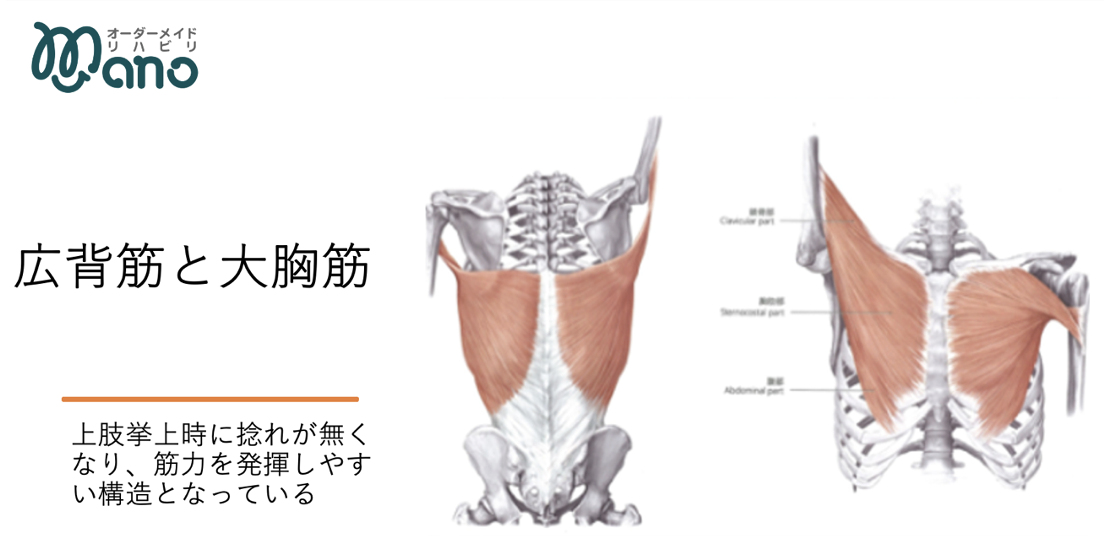 体幹と上肢機能：上肢の介入に困っているあなたに〜｜PT-OT-ST.NET